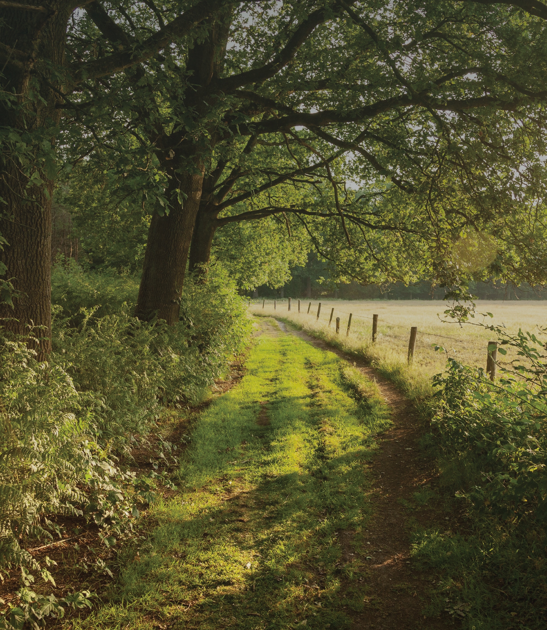 Parks360 Webdesign_AboutPg_Luke-08 A sunlight path in a field